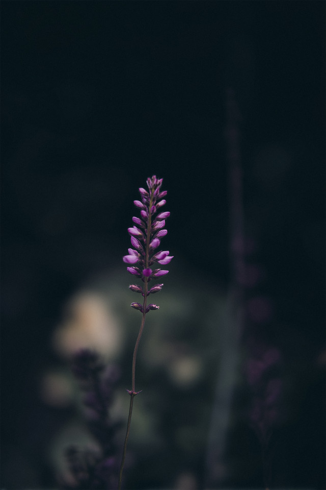 Retrato artístico de la ilustradora